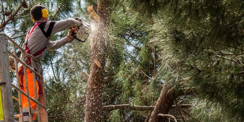 Abbattimento Alberi Alto Fusto Roma